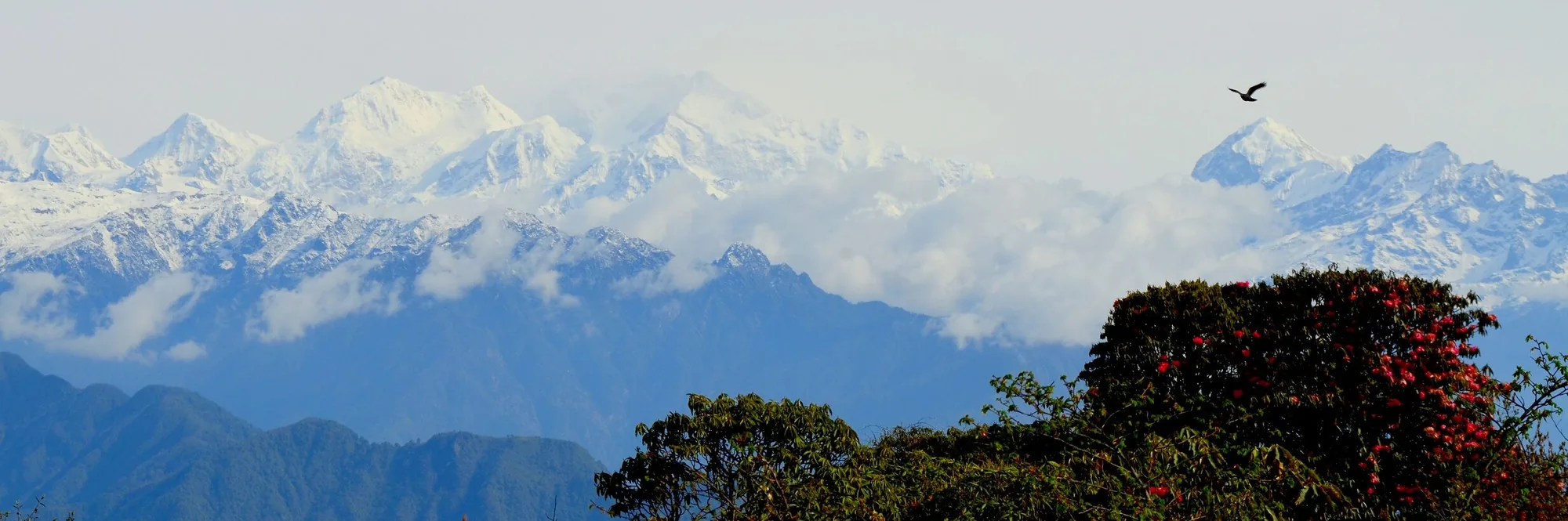 Barsey Rhododendron Trek trek in the Himalayas by Himalaya Shelter
