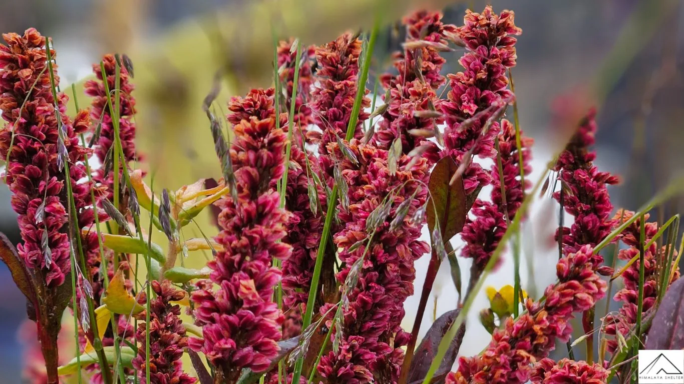 Valley of flowers trek