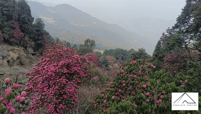 Best Rhododendron Treks in India - Himalayan trekking blog by Himalaya Shelter