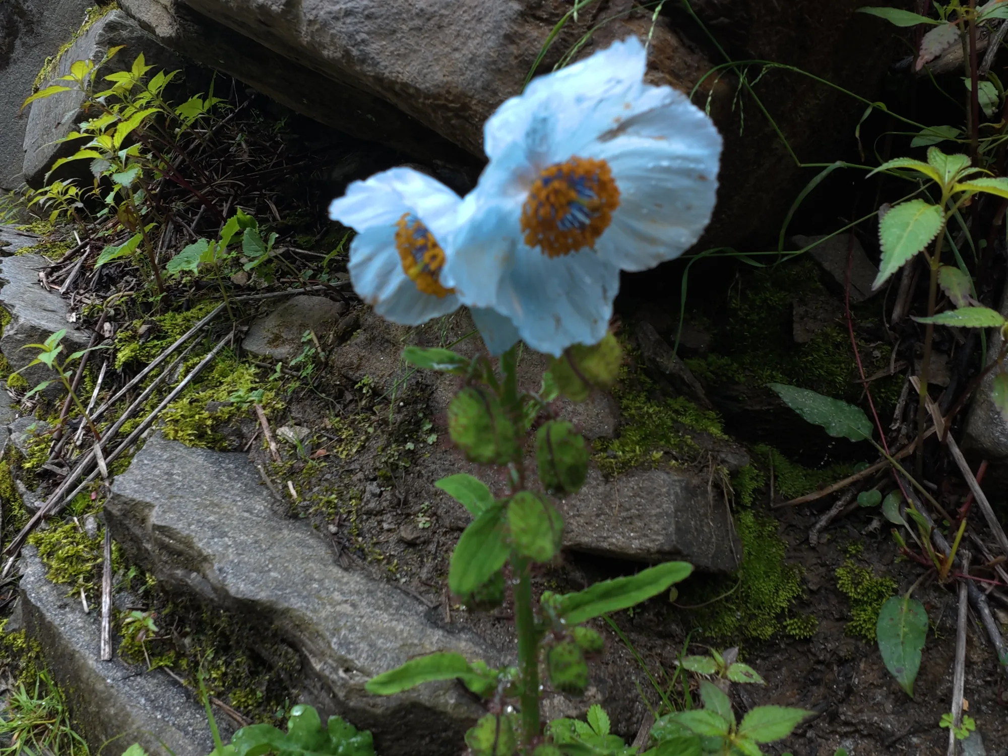 flowers in rupin pass trek